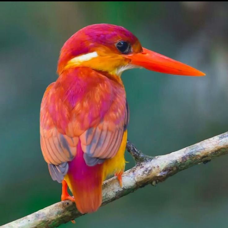 8223248c7fd854d34d2fafa3a10ff5bf--colorful-birds-exotic-birds.jpg