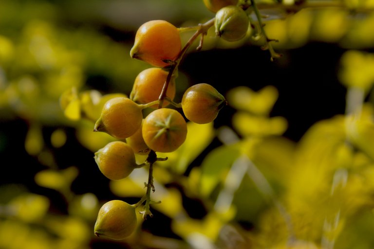 fruta amarilla.jpg