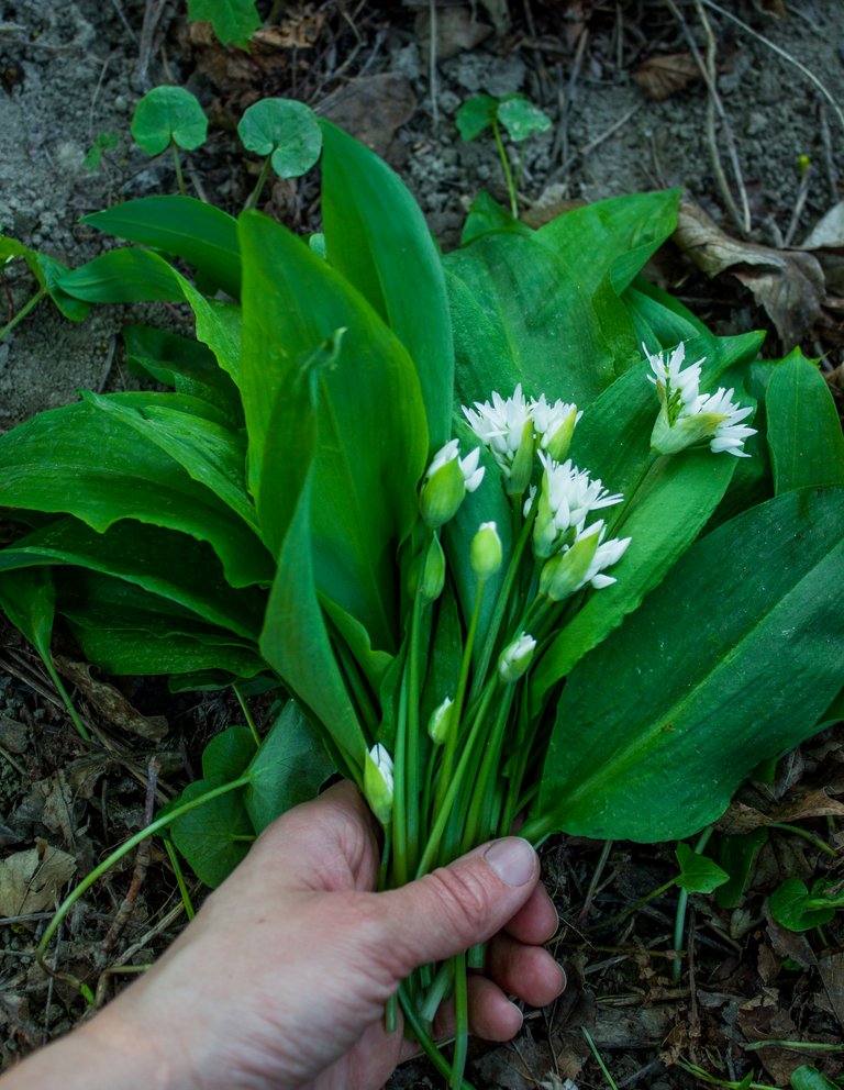 ramson (1 von 1)-11.jpg