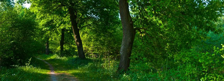 Waldweg_Panorama4.jpg