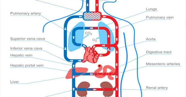 2-cardiovascular-system-798x418.jpg