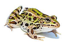 qlow-240px-Lithobates_pipiens.jpg
