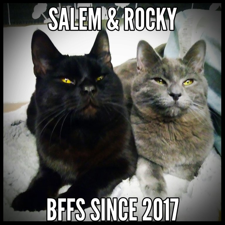 SalemandRockyBFFMeme.jpg