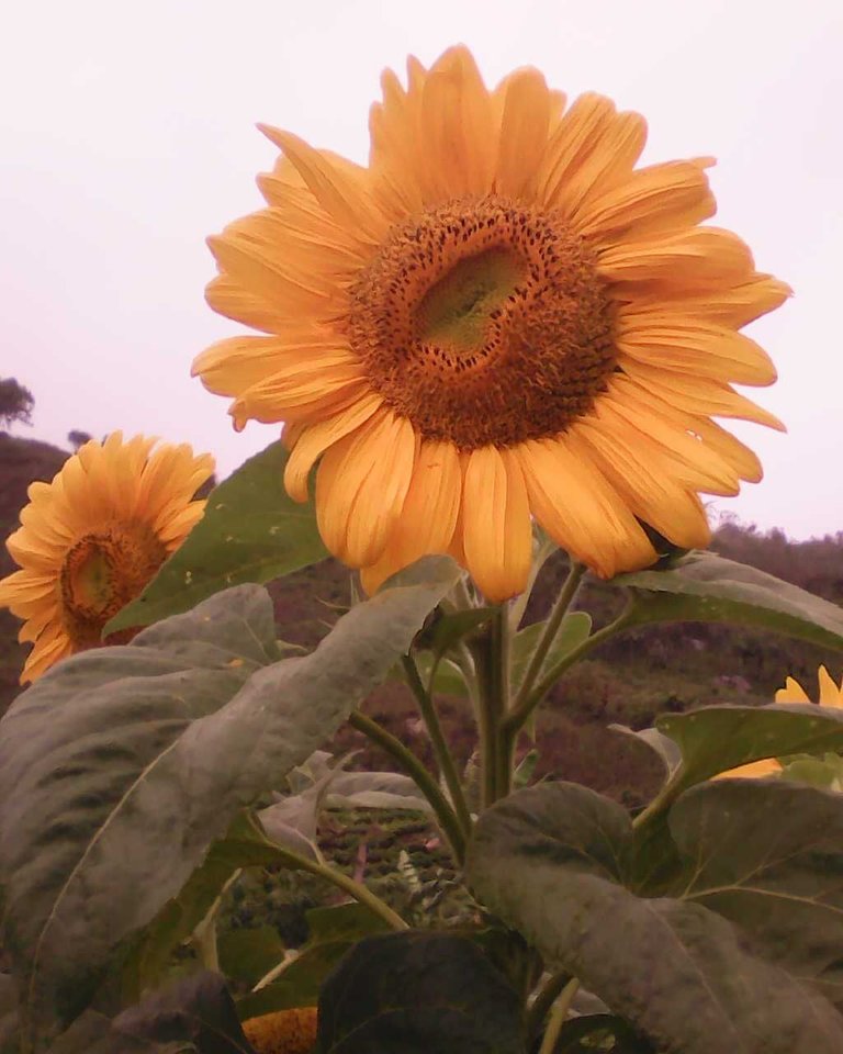 GIRASOLES.jpg