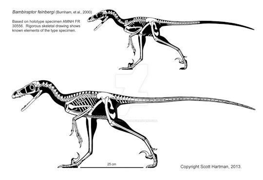 bambiraptor_scott_hartman2.jpg