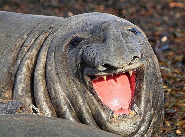 man_file_1063480_14ElephantSeal.jpg