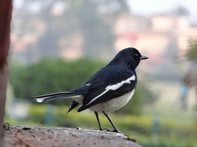 A_male_Oriental_magpie_robin,_in_Kochbihar,_India.JPG