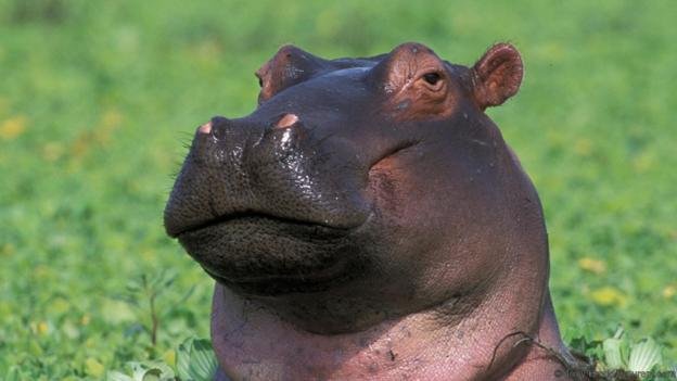 hippo.jpg