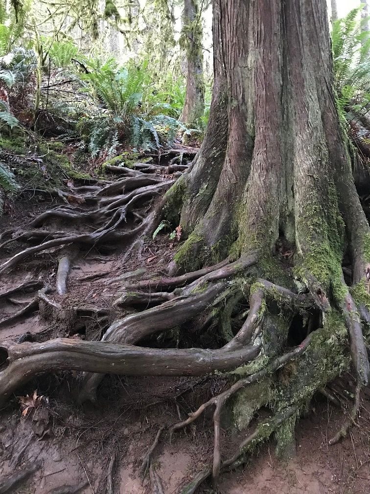 Majestic Roots.jpg