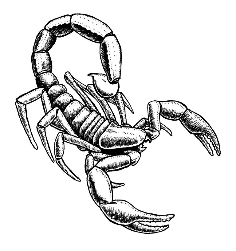 Draw-scorpion-clipart.jpeg