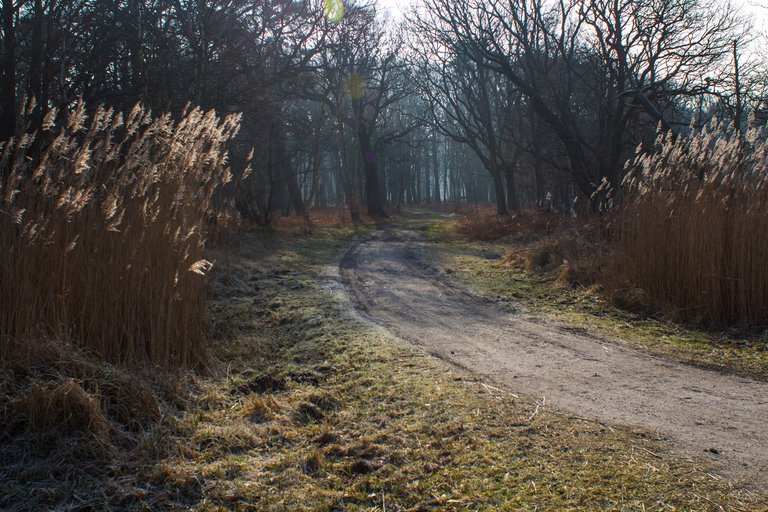 Waldweg.jpg