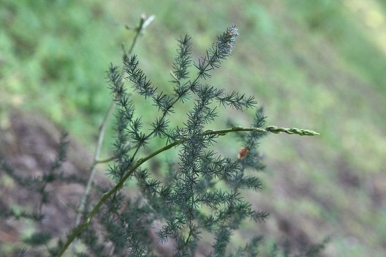 piante e fiori6.JPG