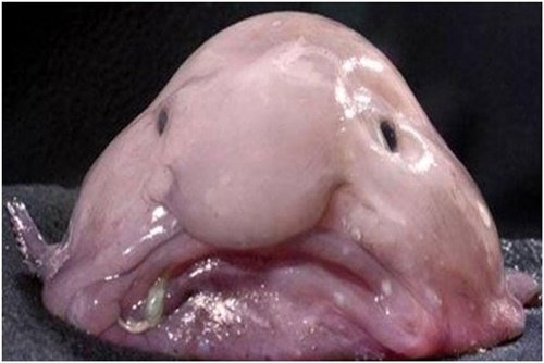 blob-fish.jpg