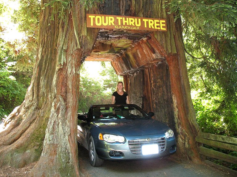 Visitredwoods.jpg