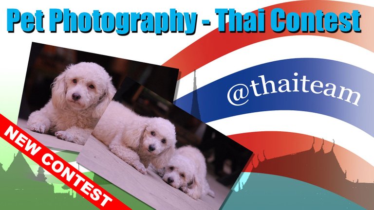 New Contest Pet Photography.jpg