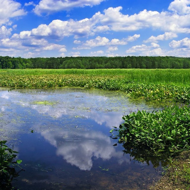 wetlands.jpg