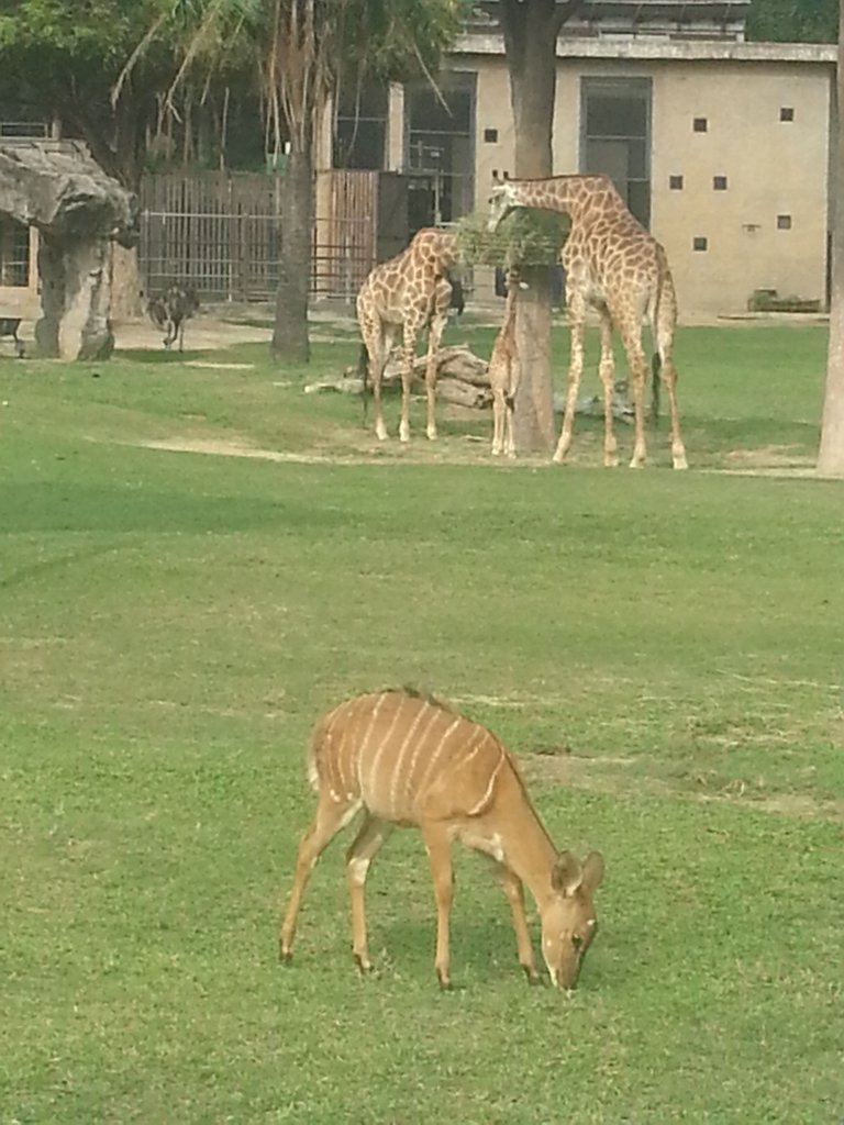 Khao Kheow Open Zoo.jpg