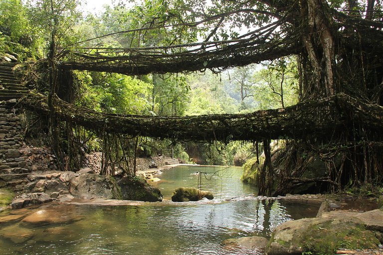 1200px-Living_root_bridges,_Nongriat_village,_Meghalaya2.jpg