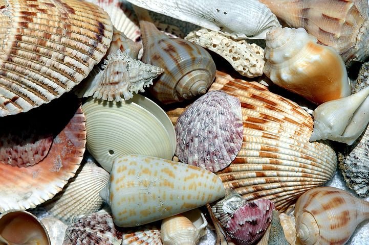 sea-shells-1886613__480.jpg