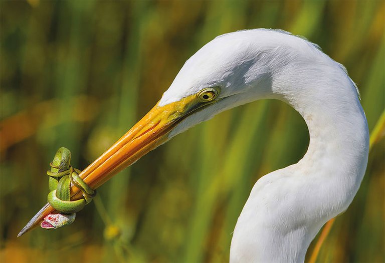 bird-photographer-of-the-year-2017-7-59acfc9ee1416__880.jpg