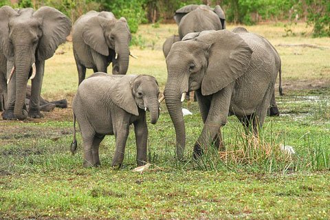 elephant-2923917_640.jpg