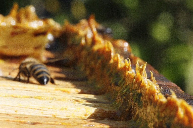 800px-Propolis_in_beehives.jpg