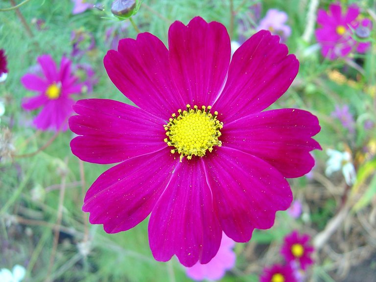 Dark_pink_cosmos_flower.jpg