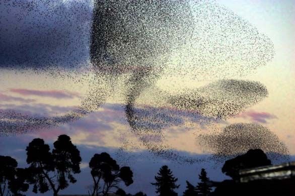 starlings-flocking-as-self-organization1.jpg