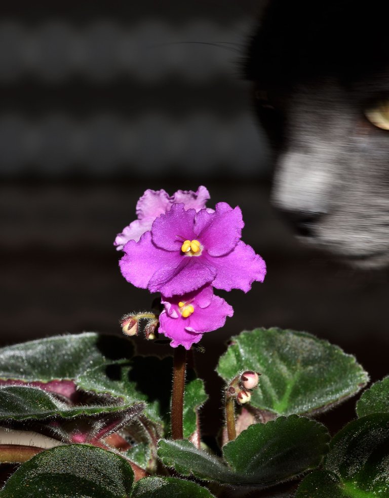 african violet purple suzi.jpg