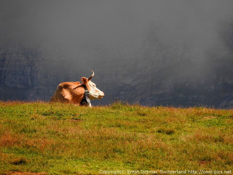 pasture-with-cow-and-eiger-north-face-001_960x720.JPG