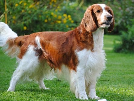 WELSH SPRINGER SPANIEL.jpg