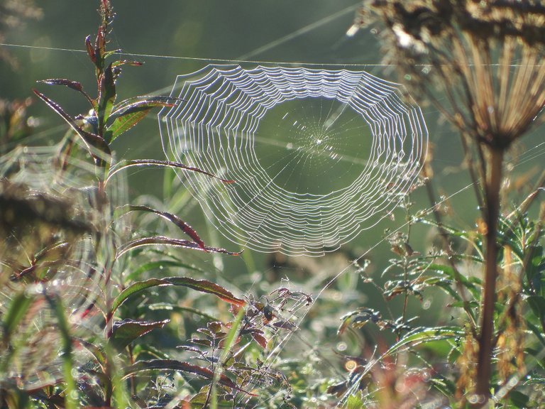 spider-web-2702811_1920.jpg
