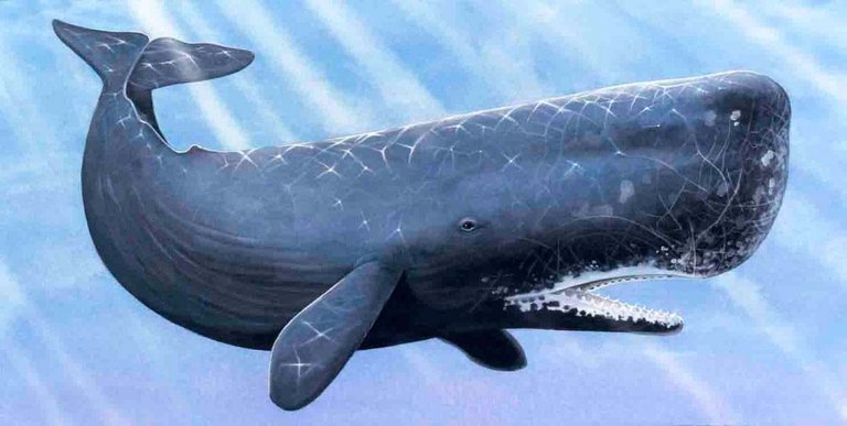 imagenes-de-ballenas.jpg