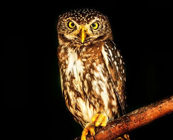 owl-2801371__480.jpg