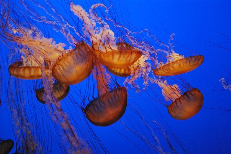 jelly-fish-656708_960_720.jpg