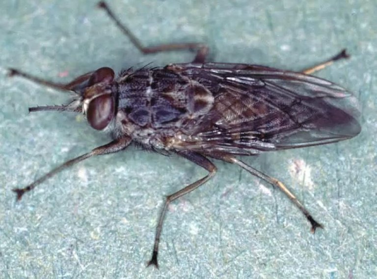 Tsetse Flies.JPG