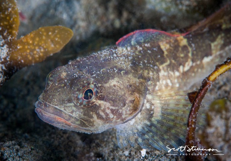 Rosylip Sculpin-4.jpg