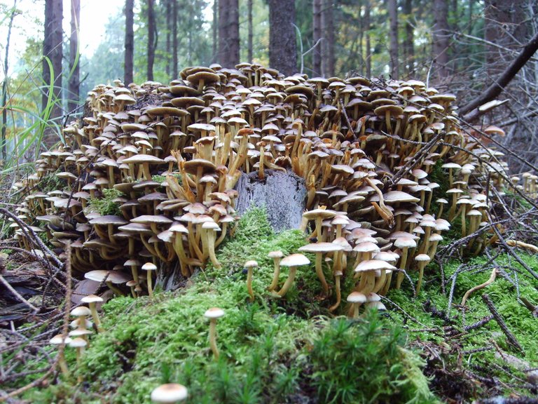 Mushroom city.jpg