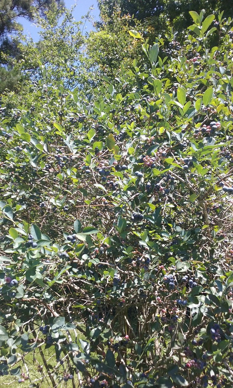 blueberry1.jpg