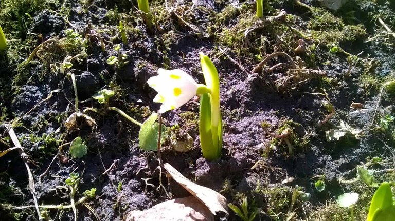 White flowers Photography in Steemit Blog