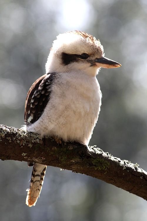 Kookaburra Fern Glade Tas n2.jpg