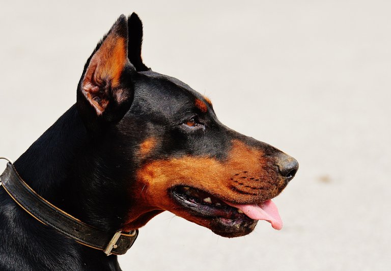 doberman-1334497_1920.jpg