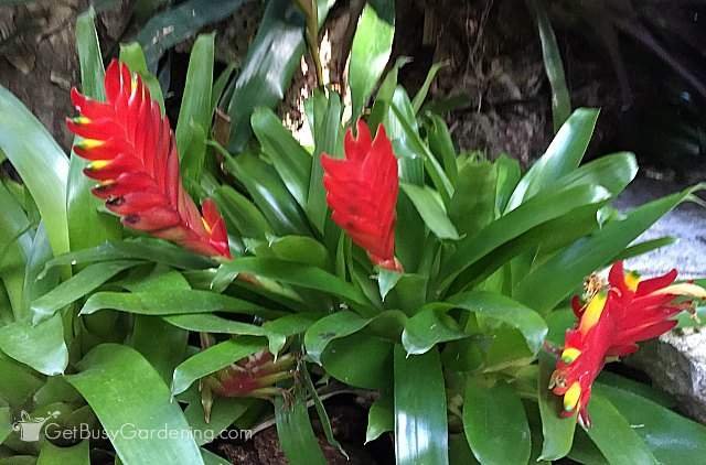 bromeliad-red-houseplant.jpg