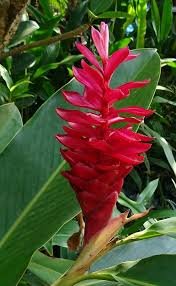 ginger flower.jpg