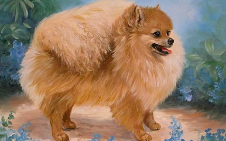 PomeranianKopegi.jpg