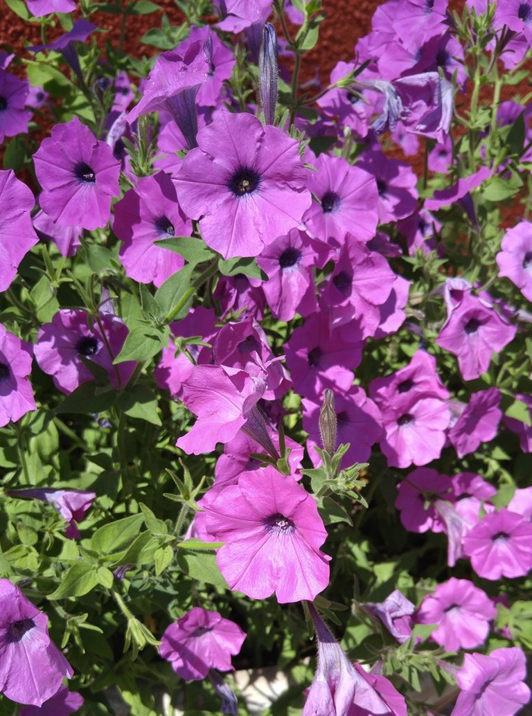Petunias Purple.jpg