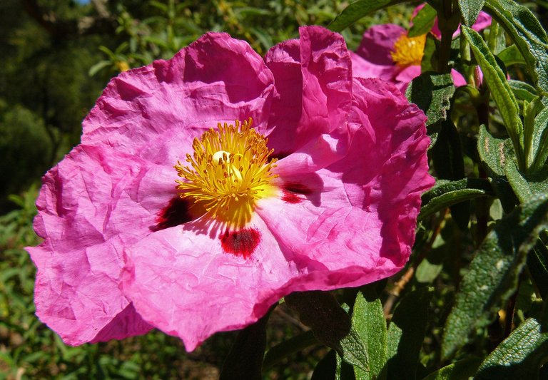 Cistus pink 4.jpg