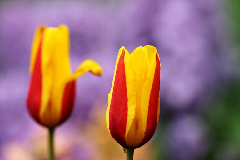 tulpen.jpg