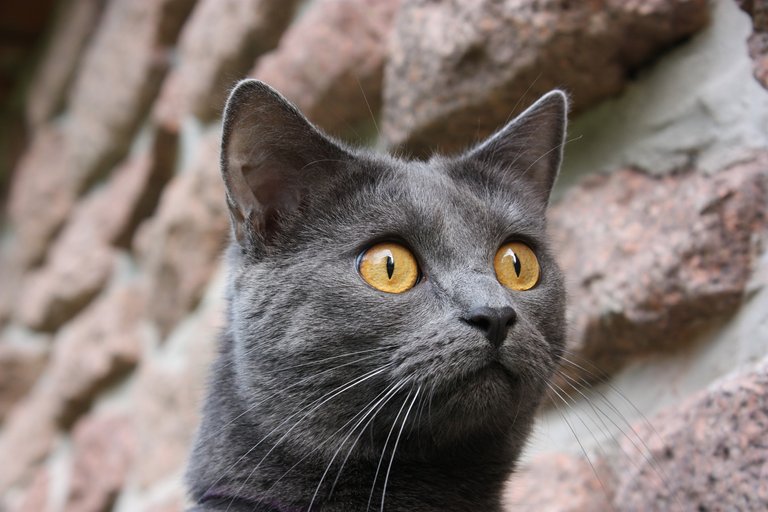 chartreux-3142334_1920.jpg