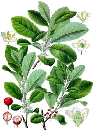 Ilex_paraguariensis_-_K_hler_s_Medizinal-_Pflanzen-074.jpg